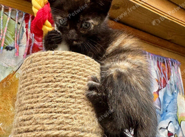 FLUFFY TORTIE FEMALE KITTENS TO RESERVE
