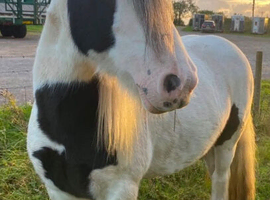 Bella 13.2hh traditional Gypsy Cob Mare / 10 yr old