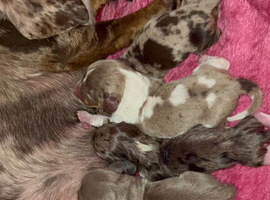 Stunning male puppy's