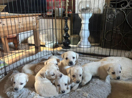 Beautiful KC Registered Labrador Puppies