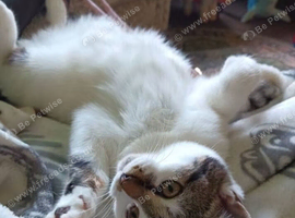 Cat fpr rehomimg