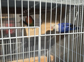 lovebirds