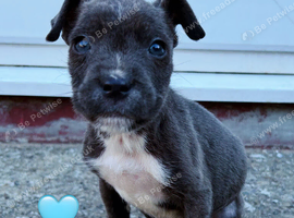 Staffy x patterdal