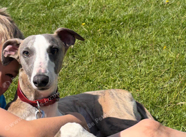 Male whippet