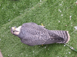 Lanner falcons