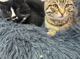 4 months and a 7 month old kitten for sale