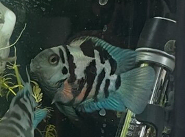 Polar blue parrot cichlids