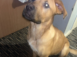 Male boerboel cross