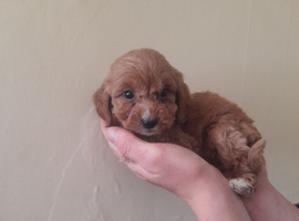 Cockapoo puppies