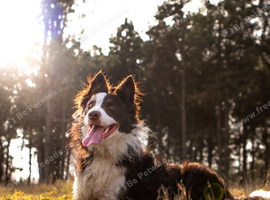Chocolate & White Border Collie STUD - PROVEN & HEALTH TESTED