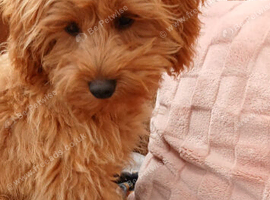 Beautiful cockerpoo molly