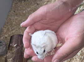 3 baby Russian dwarf hamsters