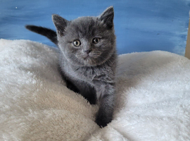 Two beautiful BSH kittens for sale