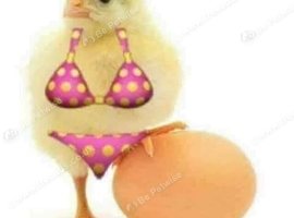 RARE CITRON SILKIE HATCHING EGGS