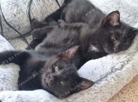 Kittens