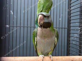 Hand Reared Baby Derbyan Parrots
