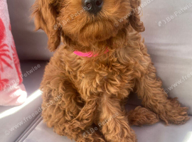 Cavapoo puppies ready for new homes