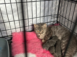 British shorthair