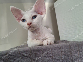 Spayed Super Cuddly White Devon Rex Boy with Green Eyes &ndash; FIFe Pedigree