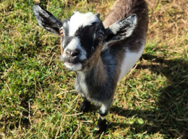Three pygmy wether goats