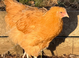 Buff Orpington pullets for sale