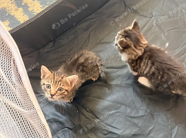 Beautiful kittens for sale