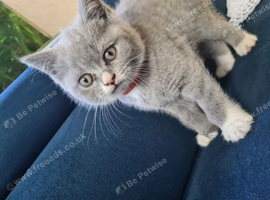 Bicolour British Shorthair