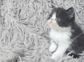 Beautiful Persian kittens