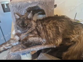 Male main coon for sale