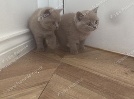 British shorthair kittens