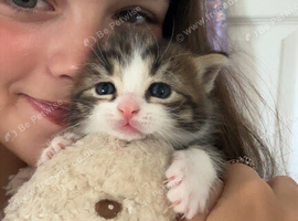 2 kittens available