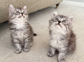 1/2 Persian kittens