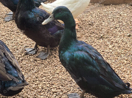 Cayuga Drakes