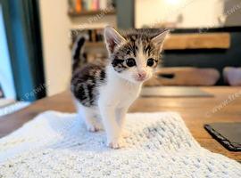 Kittens for sale.