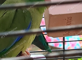 Spectacled parrotlet male