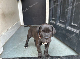 Girl puppy
