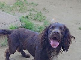 Cocker Spaniel Male 4.5 Years Old