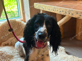 Beautiful black and white cocker spaniel