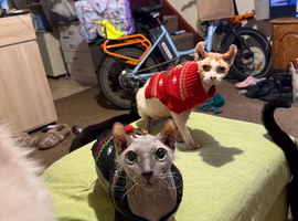Beautiful hairless boy looking for a new home