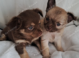 Long coat Tan/Blond and Chocolate Tri coloured chihuahua puppies