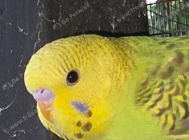 Baby budgies available now