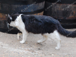 Feral/Farm Tom Cat Looking for New Rural Home