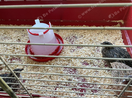 Jumbo Quail chicks