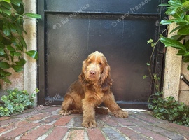 Bertie the show cocker