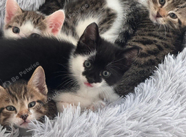 Kitten