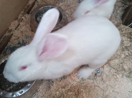 One  14 week old continental x flemish giant rabbit left