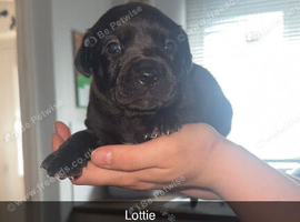 Labradoodle
