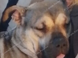 French mastiff cross cross presa