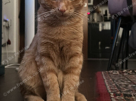 Ginger Tabby