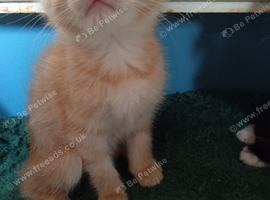 Male kitten